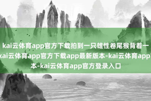 kai云体育app官方下载拍到一只雄性卷尾猴背着一只吼猴幼崽-kai云体育app官方下载app最新版本-kai云体育app官方登录入口